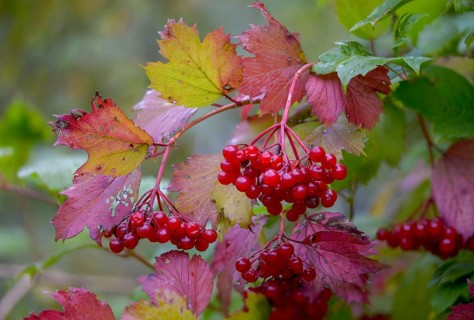 Viburnum opulus