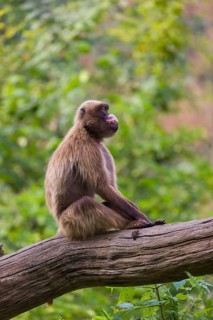 Portrait of an adult male Gelada (Theropithecus gelada), or bleeding-heart monkey, resting on a log