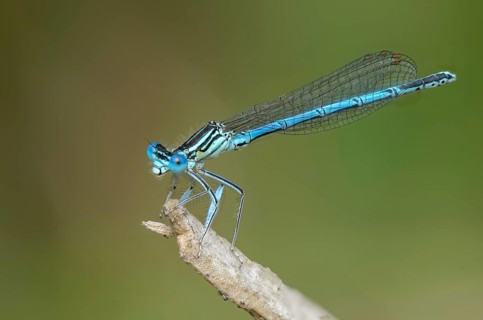 Blue feather dragonfly, common feather dragonfly, Platycnemis pennipes, white-legged damselfly,