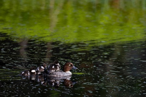 Common goldeneye (Bucephala clangula), female with three chicks swimming on a river, Sanginjoki