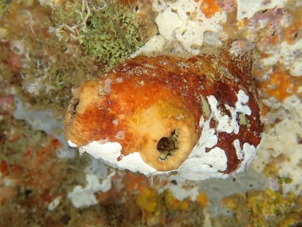 An orange-coloured rough cactus sea squirt (Microcosmus exasperatus) on a reef covered in white and