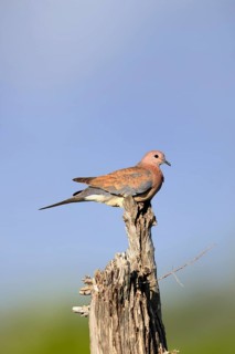 Senegal Palm Dove (Spilopelia senegalensis), adult, perched on a perch, alert, Kruger National