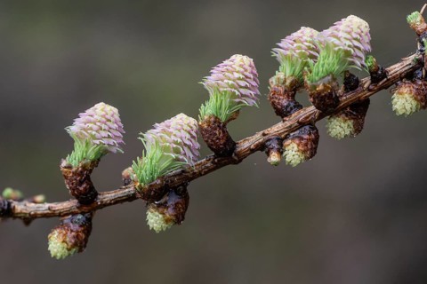 Larch blossoms (Larix decidua), Emsland, Lower Saxony, Germany