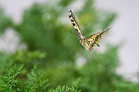 Swallowtail (Papilio machaon), approaching carrot weed (carrot herb), a food source for the