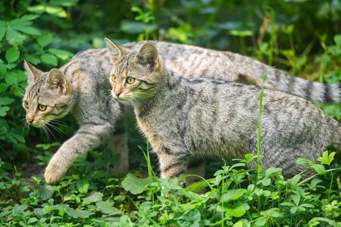 European wildcat (Felis silvestris silvestris) on a meadow, Hesse, Germany