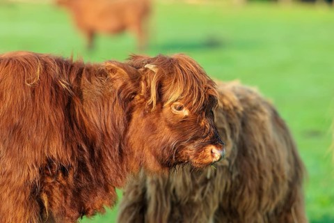 Portrait of a Highland calf (Bos primigenius taurus) in the early morning light. Bavaria, Germany