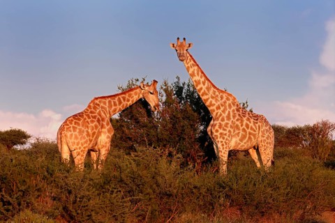 Cape giraffe (Giraffa camelopardalis giraffa), adult, two, foraging, feeding, Mokala National Park,