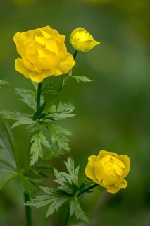 Budabin seed, buttercup, butter ball, butterrose, globe flower, goldhead, buttercup family, ball