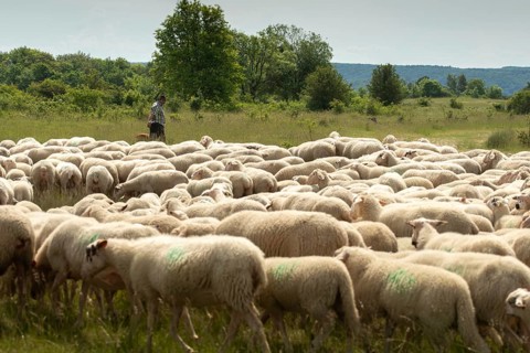Artiodactyla, domestic sheep, even-toed ungulate, Germany, domestic sheep, Jena, Nabu, natural