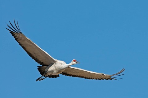 Canada crane. Bosqe del Apache, New Mexico, United States. Sandhill Crane. Bosqe del Apache, New