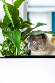 A light gray British Shorthair cat with blue eyes peeks out from behind a large green plant. The