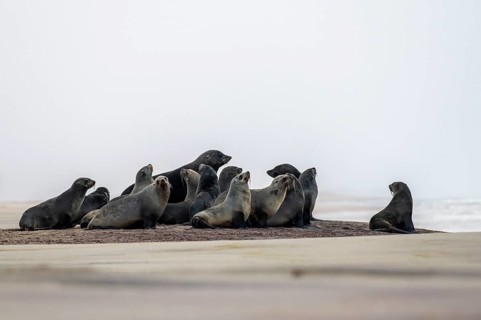 Group of dwarf fur seals (Arctocephalus pusillus) on the beach, Atlantic coast, Namib Naukluft