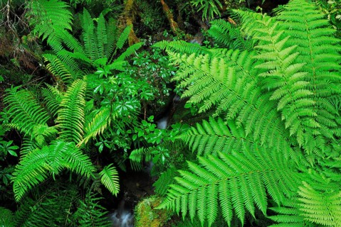 Fern Branch, Westland National Park, World Heritage South West New Zealand, West Coast, South