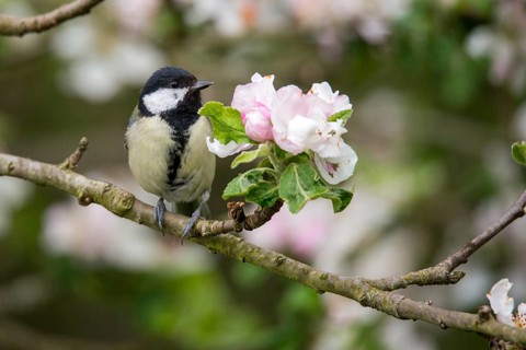 Great tit, great tit, fruit tree blossom, parus major, birds, spring, garden birds, tits, passeri,