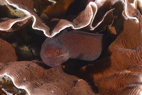 Abbott's moray eel (Gymnothorax eurostus) blends into the intricate, textured brown hues of the