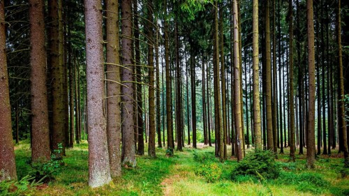 Narrow path between tall conifers, creating a quiet, green forest atmosphere, hiking in the