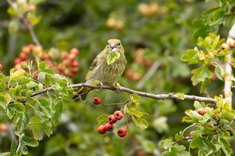 European greenfinch (Chloris chloris) adult garden bird in a Hawthorn tree with red berries in