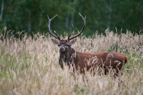 Artiodactyla, Brandenburg, Cervus Elaphus, Even-Toed Ungulate, Germany, Nabu, national natural