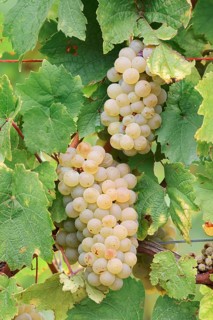 Grapes on vine, Riesling grape variety, Alsace, Grand Est, France