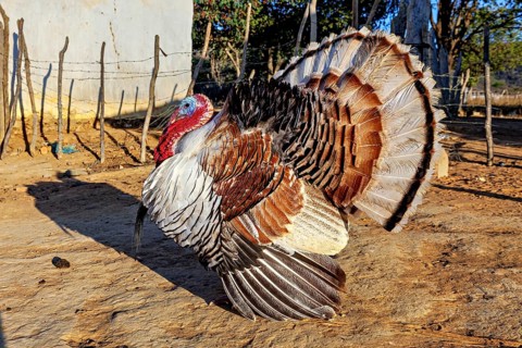 A turkey with its feathers spread out in the sunlight on a rural farmstead, a domestic turkey