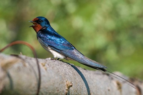Hirundo rustica, house martin, swallow, birds, passeri, swallows, songbirds, songbirds, birds