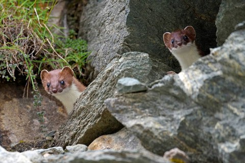 Animals, mammals, stoats, stoat (Mustela erminea), two, South Tyrol, Italy, South Tyrol, Alps,