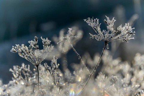 Detail, ice crystals, frost, cold, hoarfrost, rime, winter