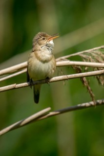 Acrocephalus Scirpaceus, reed warbler, birds, song, high size, portrait format, passeri, singing,