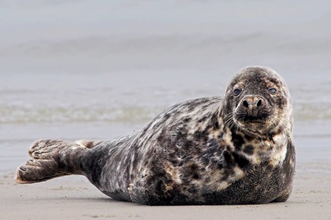 Animals, Mammals, Grey seal (Halichoerus grypus), Heligoland Island, Schleswig-Holstein, Germany