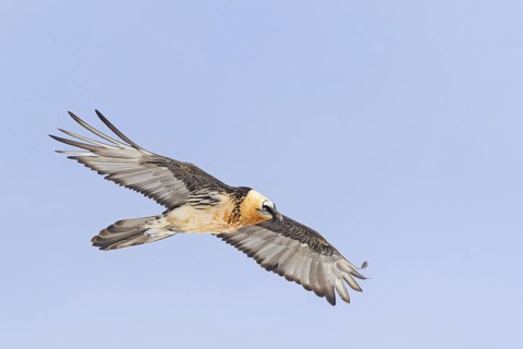 Bearded vulture, lammergeier, (Gypaetus barbatus), (Gypaetus barbatus meridionalis), flight photo,