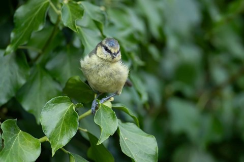Blue tit (Cyanistes caeruleus) adult garden bird in an ivy tree, England, United Kingdom