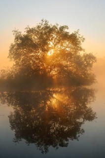 White willow (Salix alba) on the River Lippe at sunrise, with a reflection, North Rhine-Westphalia,