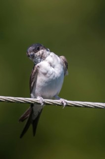 Delichon urbica, house martin, house martins, birds, growing, high size, portrait, young animal,