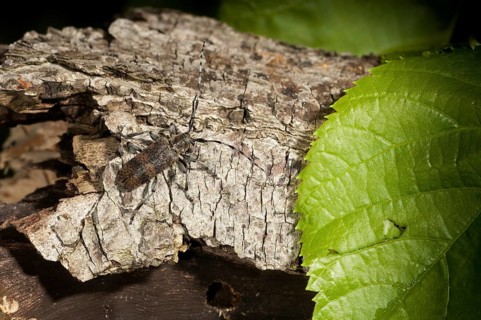 Lindenbock, Oplosia cinerea, Oplosia fennica, Deadwood Lindenbock, Beetle, Longhorn, Coleoptera,