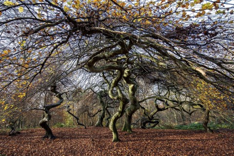 Süntelbuchen (Fagus sylvatica), cripple beeches, Hexenwald, Semper Forest Park, near Lietzow,