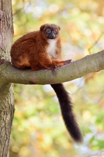 Red-bellied lemur (Eulemur rubriventer), female perched on a branch, in captivity, found in