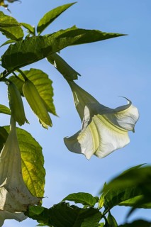 Flower of an angel's trumpet (Brugmansia aurea), Germany