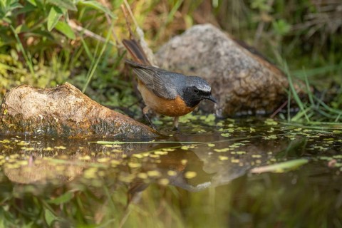 The brightly coloured common redshank (Phoenicurus phoenicurus) is standing on a rock near the
