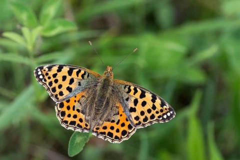 Argynnis Lathonia, Issoria Lathonia, Little Mother of Pearl Butterfly, Queen of Spain Fritillary,