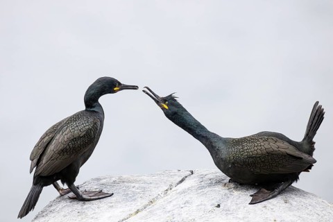 Cormorant (Gulosus aristotelis), breeding pair during mating, Hornøya Island, Vardø, Varanger,