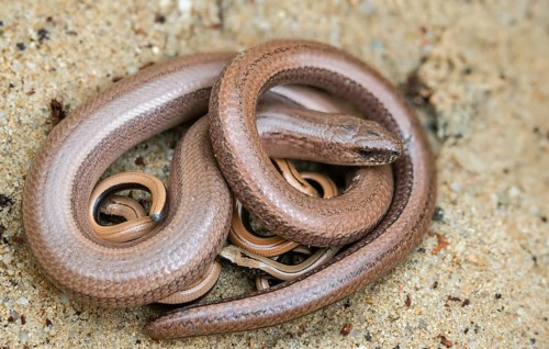Anguis fragilis, slow worm, western slow worm, adult, blindworm, deaf adder, hazelworm, juvenile,