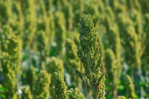 Sorghum bicolor. agriculture field with sorghum. The plant is also known as large millet, broom