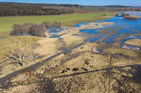 Bubalus Arnee, Frießnitzer See-Struth, Germany, Greiz, Natura 2000, cloven-hoofed, Thuringia, water