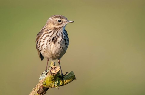 Anthus pratensis, meadow pipit, meadow pieper, birds, passeri, songbirds, birds