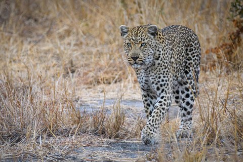 Female Leopard, (Panthera pardus), on the hunt, Sabi Sands Game Reserve, Mpumalanga, South Africa
