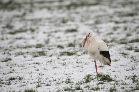 A white stork (Ciconia ciconia) stands on one leg in a snow-covered meadow, Allgäu, Bavaria,