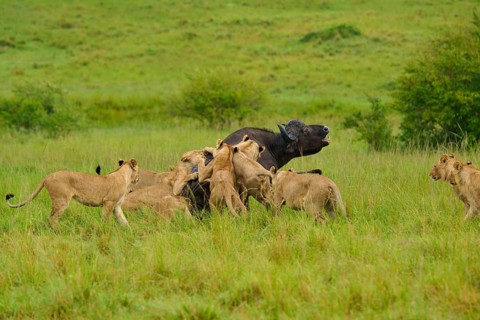 A buffalo is surrounded by an attacking pride of lions in the wild: lion (Panthera leo), Cape