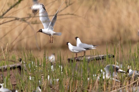 Black-headed gull, Chroicocephalus ridibundus, black-headed gull, Larus ridibundus, birds,