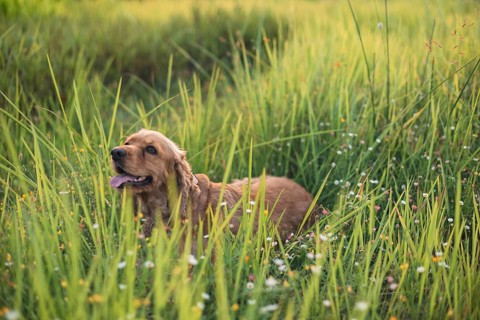 A dog lounging in tall grass with daisies under sunny conditions