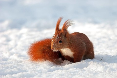 Animals, mammals squirrels in winter